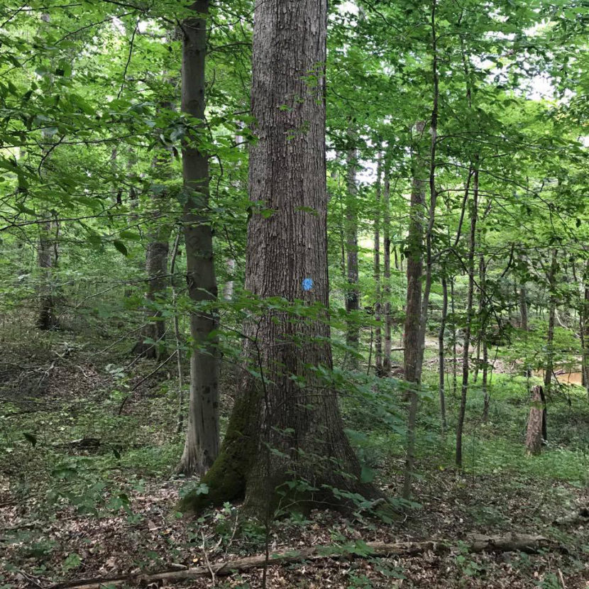 marked tree INDIANA TIMBER AND VENEER, LLC