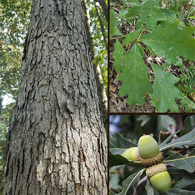 white oak