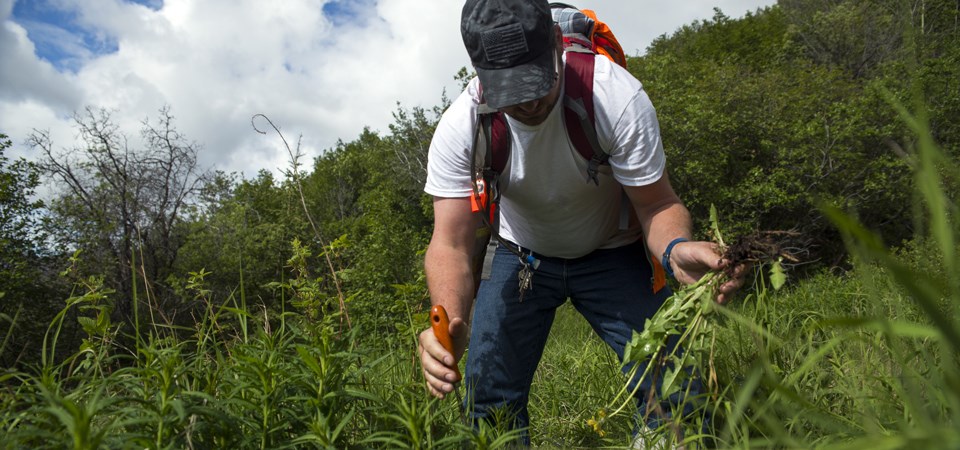 protecting vegetation from invasive plant species